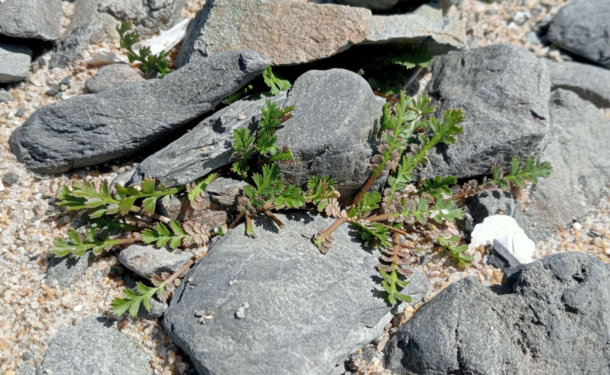 Imagem de Lepidium tenuicaule Kirk