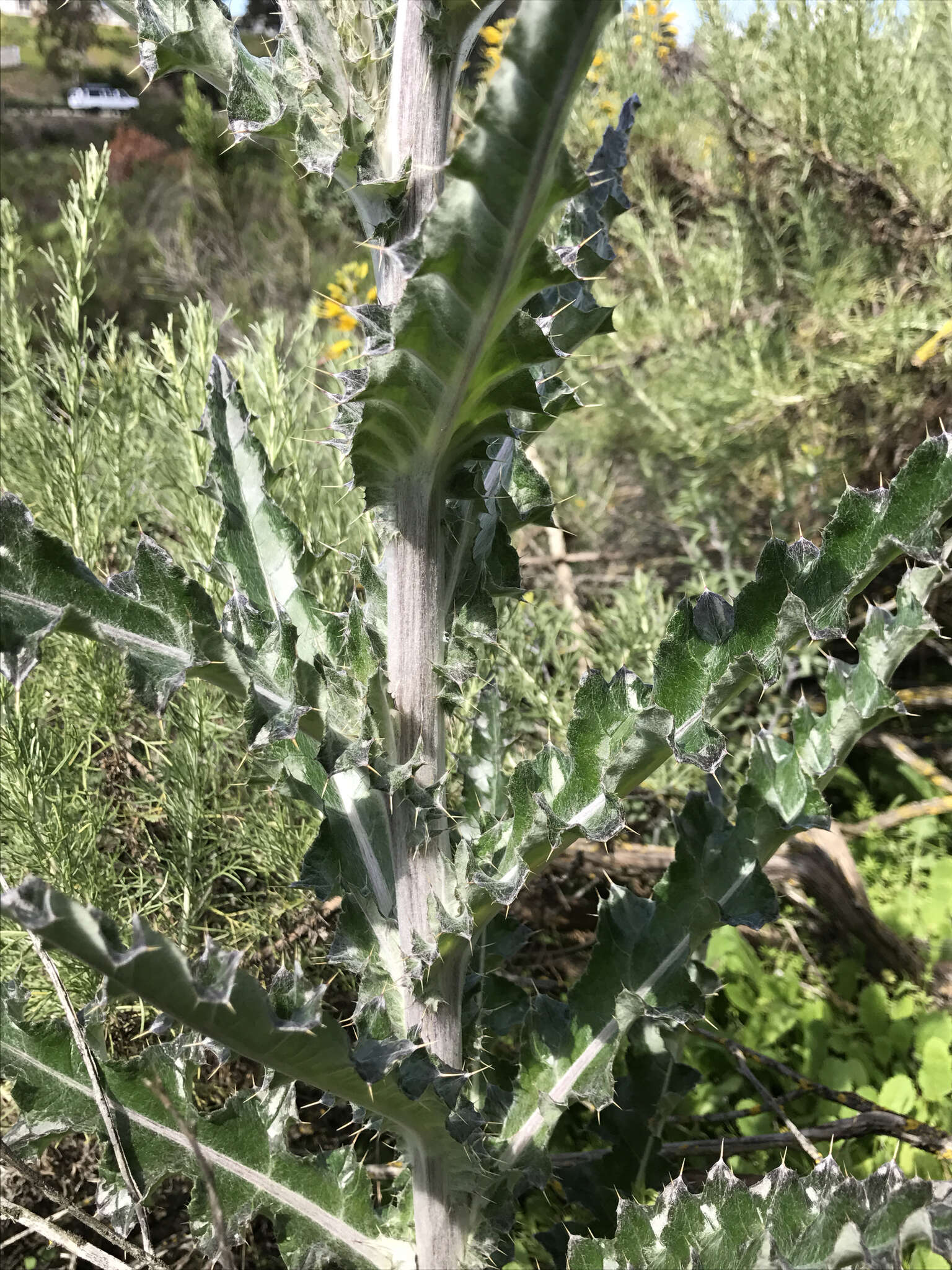 Imagem de Cirsium occidentale var. occidentale