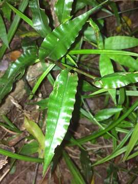 Imagem de Megastachya mucronata (Poir.) P. Beauv.