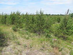 Image of jack pine