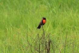 Image of Peruvian Meadowlark