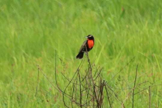 Image of Peruvian Meadowlark