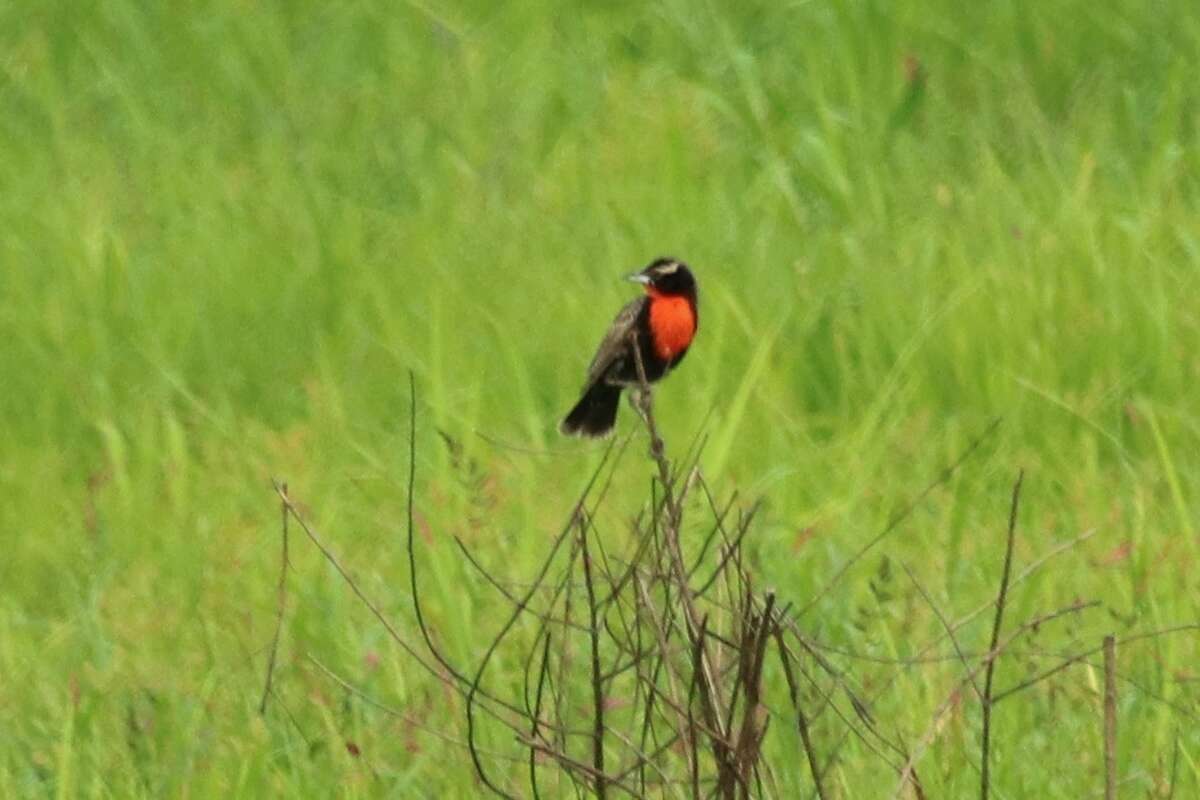 Image of Peruvian Meadowlark