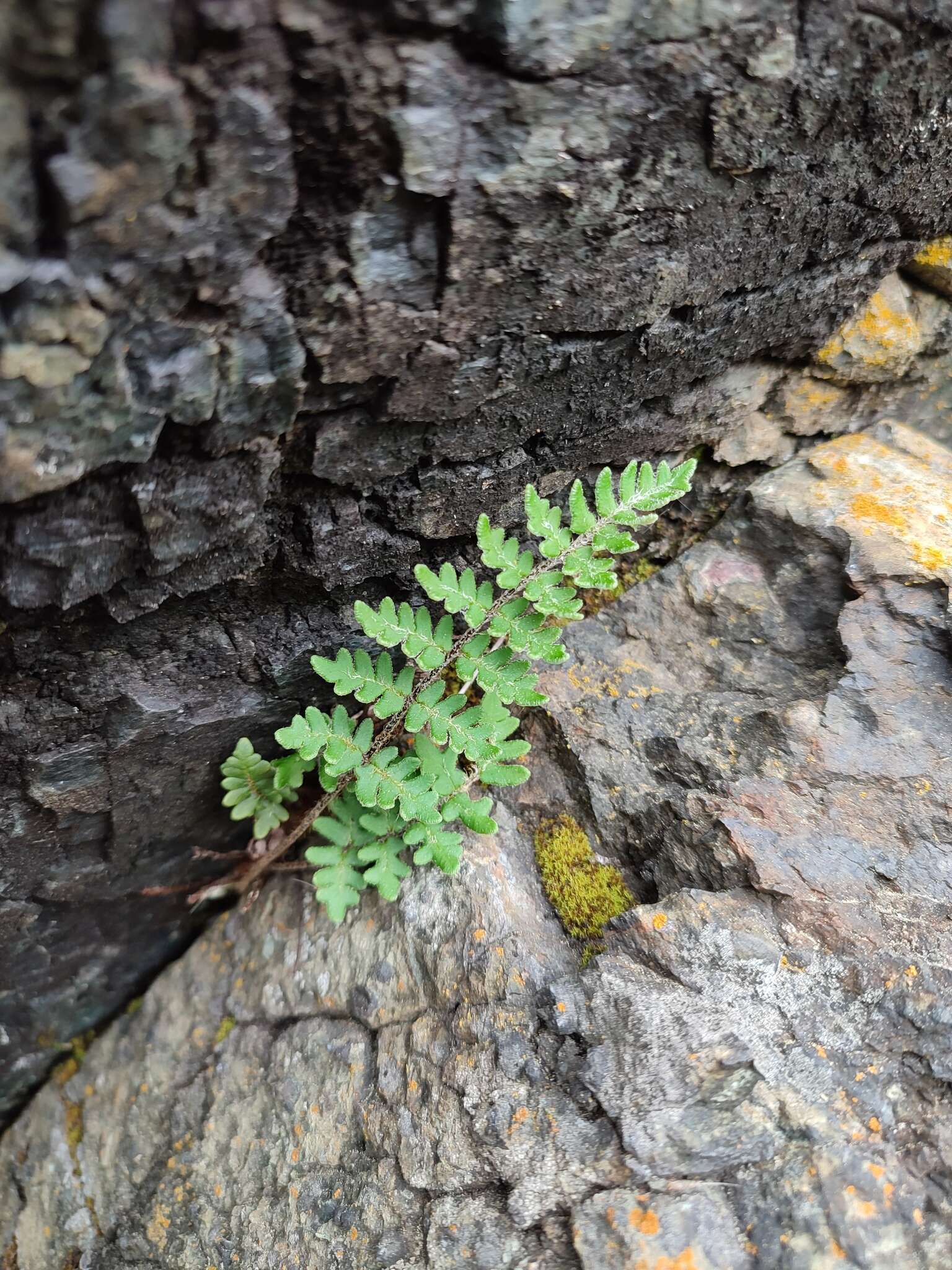 Image of Paragymnopteris marantae (L.) K. H. Shing