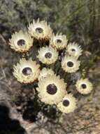 Plancia ëd Syncarpha variegata (Berg.) B. Nord.