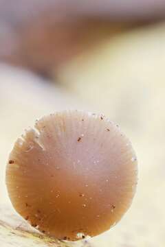 Image of Psathyrella amarescens Arnolds 2003