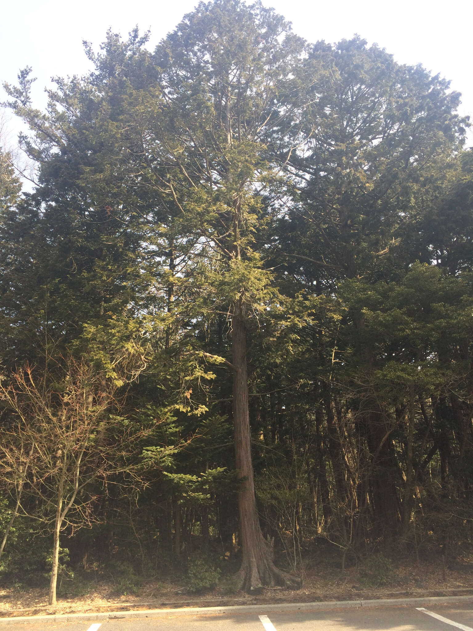 Image of Hinoki Cypress