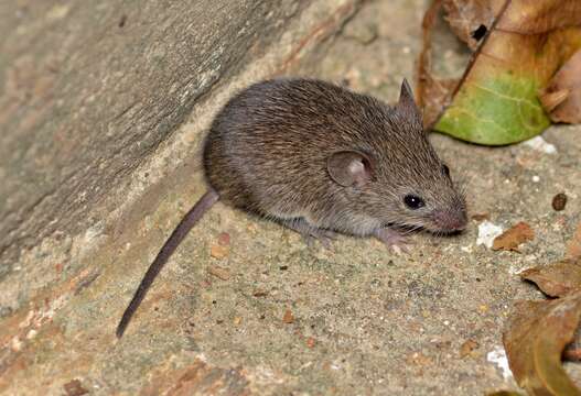 Image of Northern Pygmy Mouse