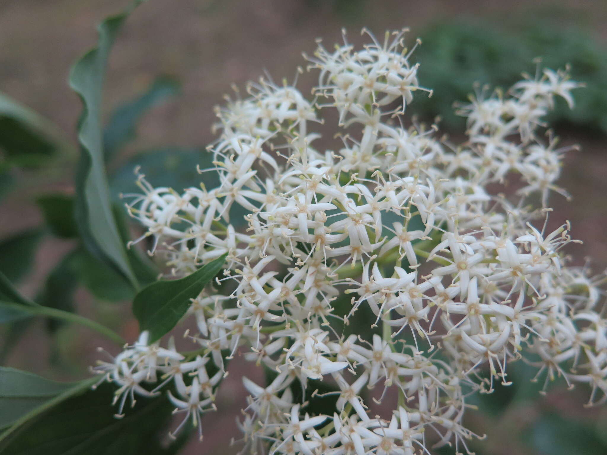 Image de Cornus wilsoniana Wangerin