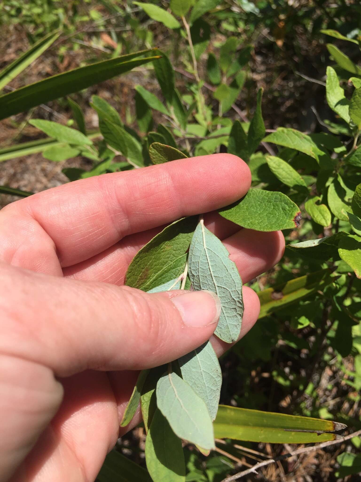 Image of Confederate huckleberry