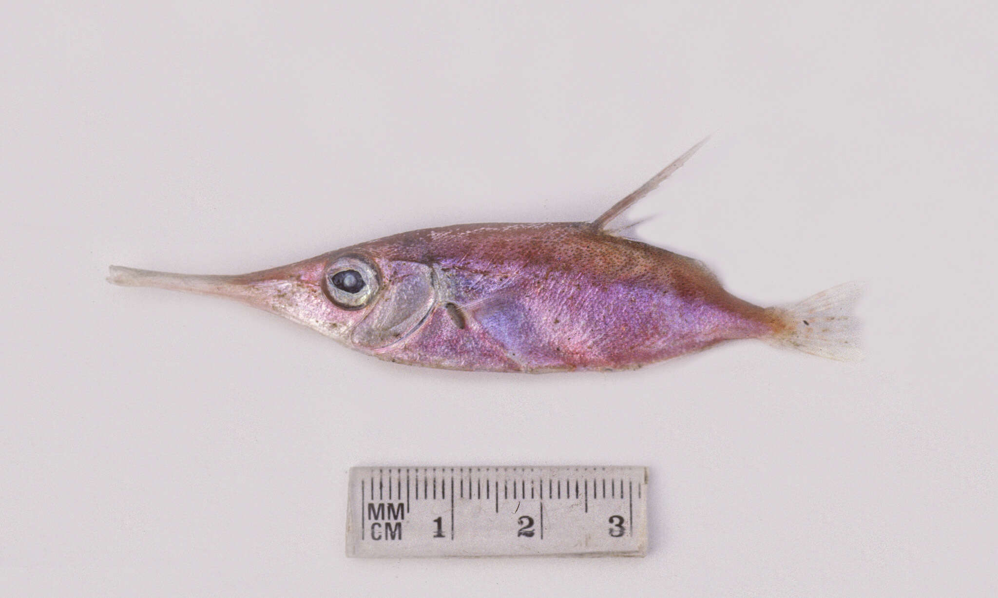 Image of Slender snipefish