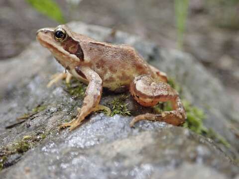 Image of Common frog