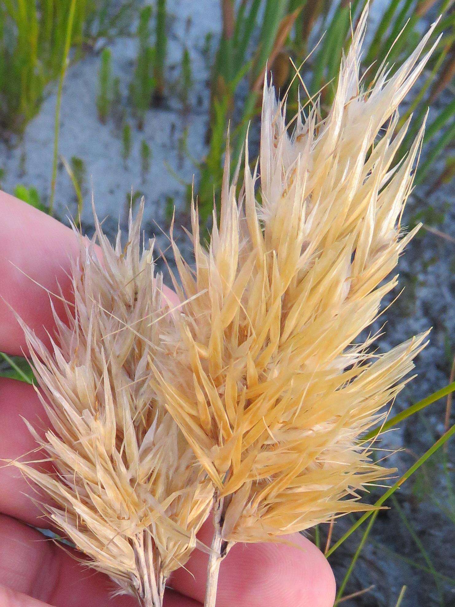 Imagem de Geochloa rufa (Nees) N. P. Barker & H. P. Linder