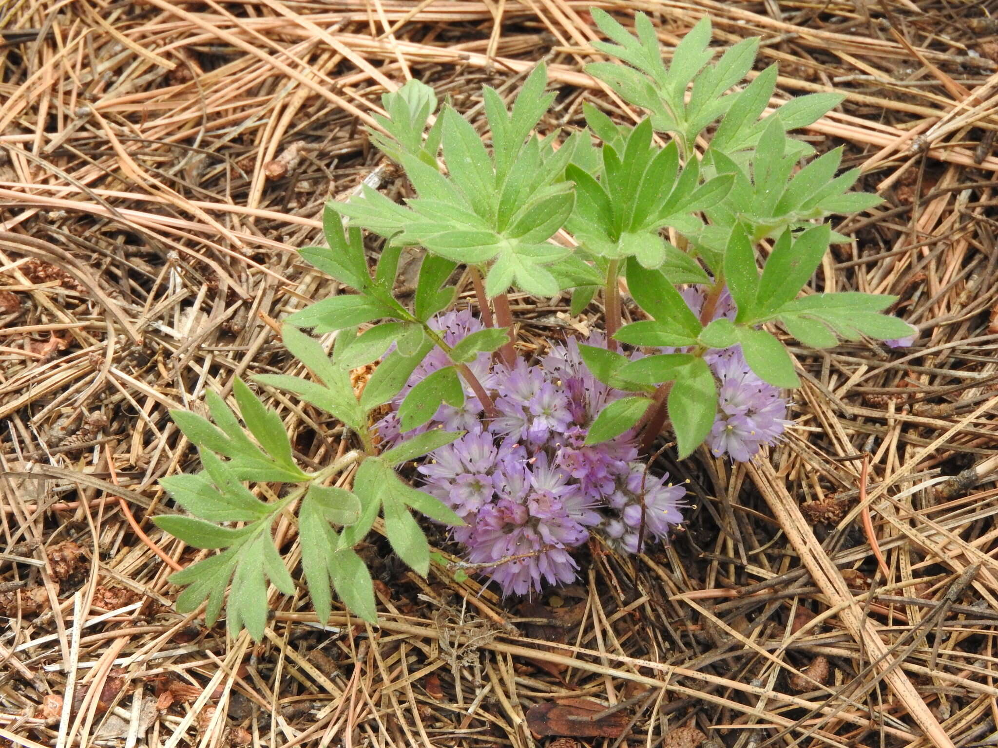 Image of <i>Hydrophyllum alpestre</i>