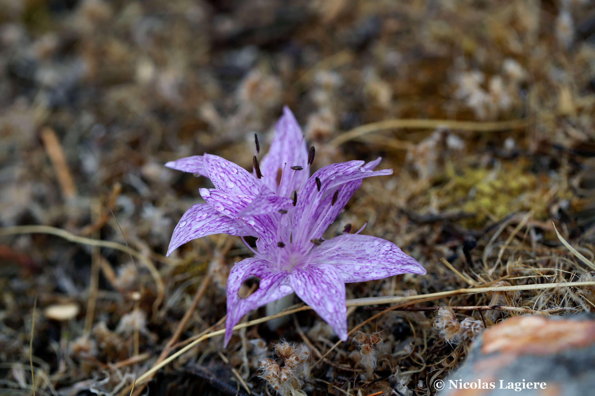 Sivun Colchicum variegatum L. kuva