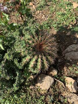 Melocactus intortus (Mill.) Urb. resmi