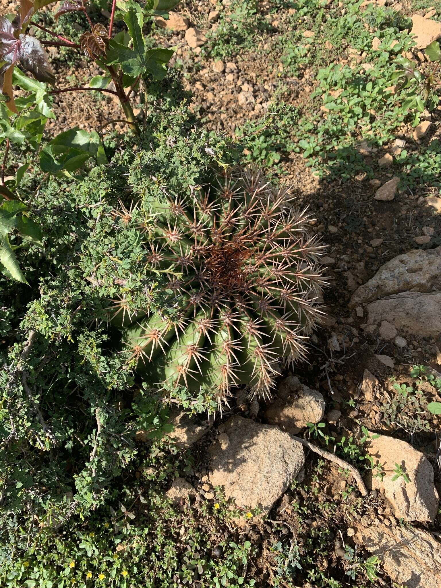 Image of Barrel Cactus