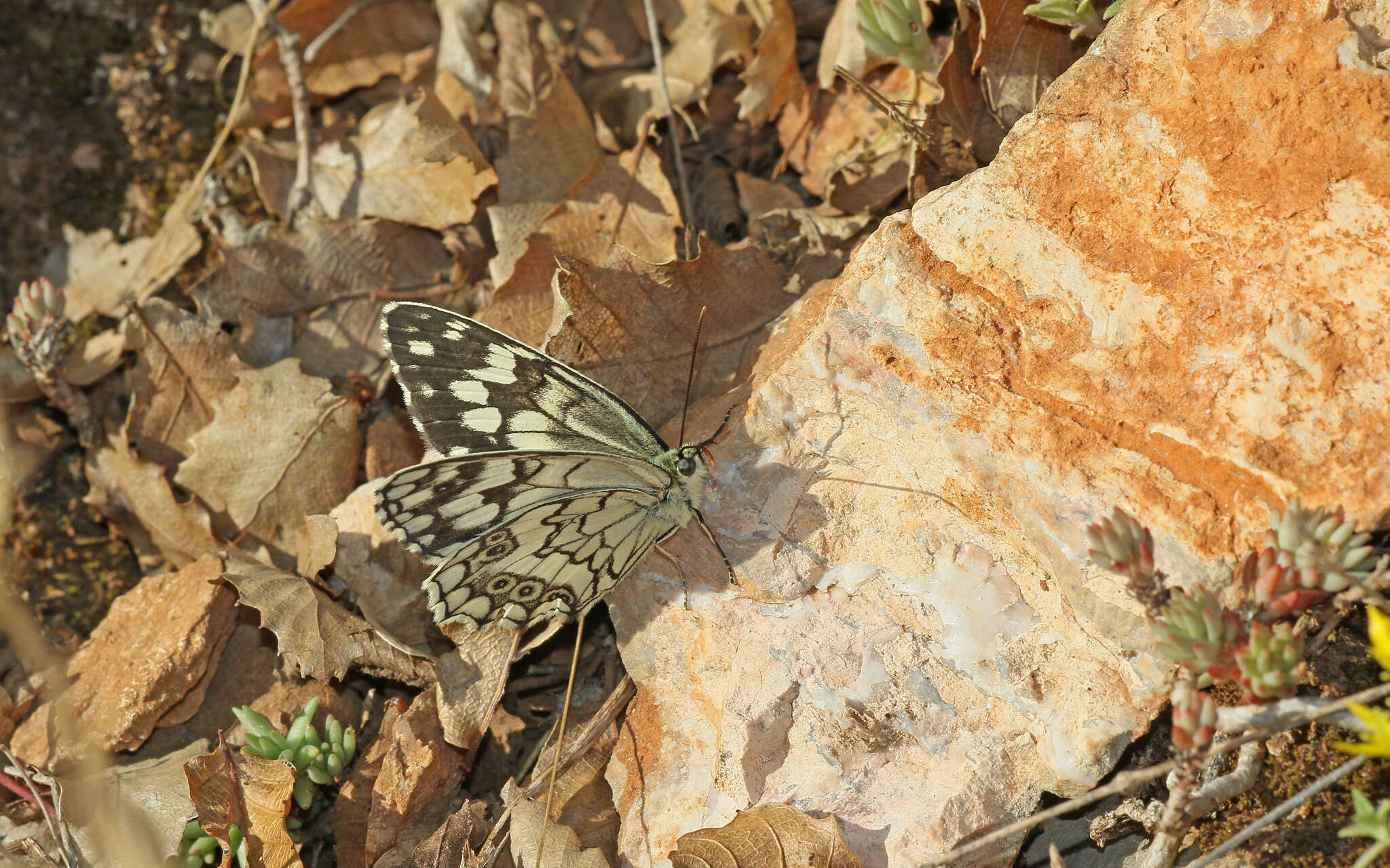 Image of Melanargia larissa Hübner 1827