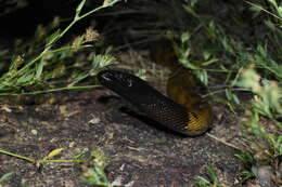 Image of Black-headed Python