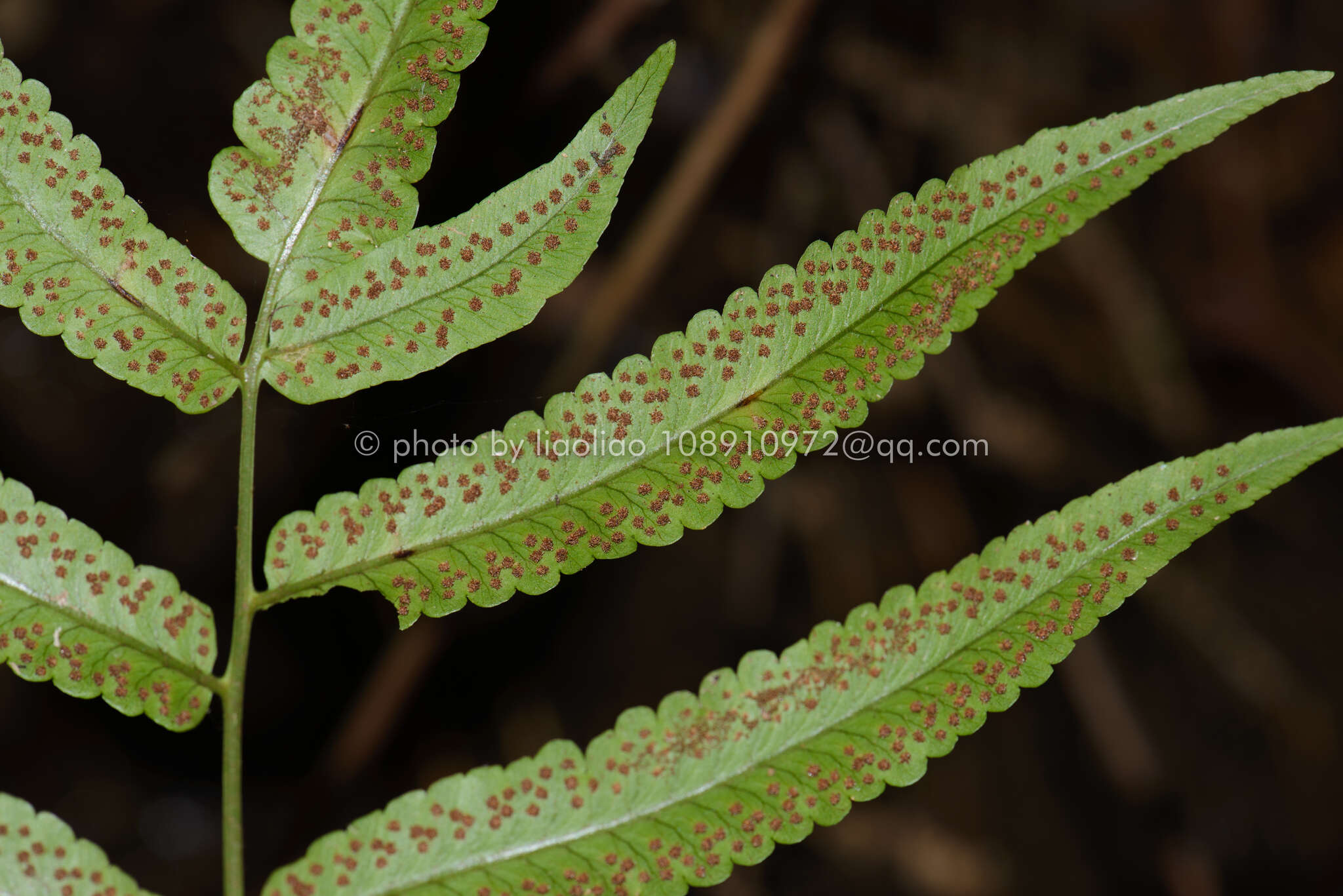 Image of Dryopteris podophylla (Hook.) O. Kuntze