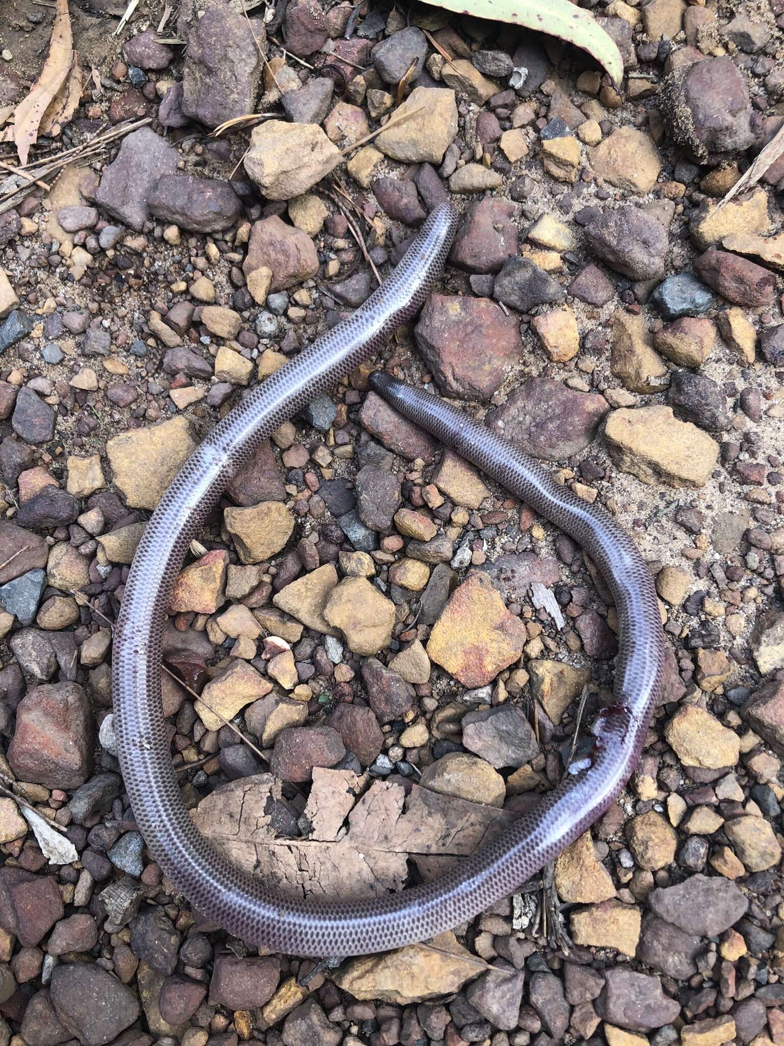 Image of Blackish Blind Snake