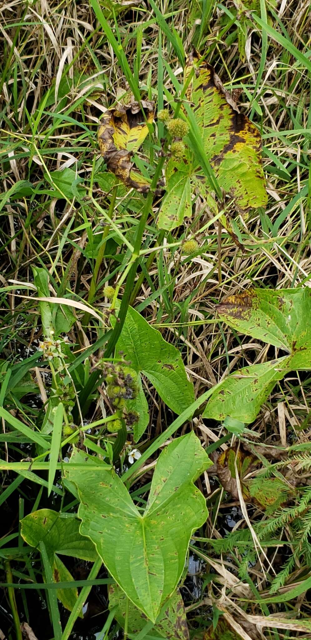 Imagem de Sagittaria australis (J. G. Sm.) Small