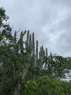 Imagem de Pilosocereus ulei (K. Schum.) Byles & G. D. Rowley