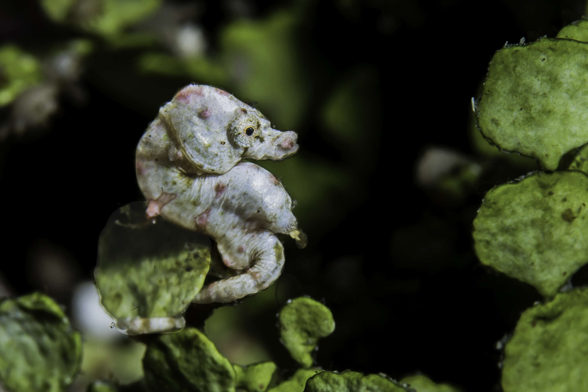 Image of Coleman's Pygmy Seahorse