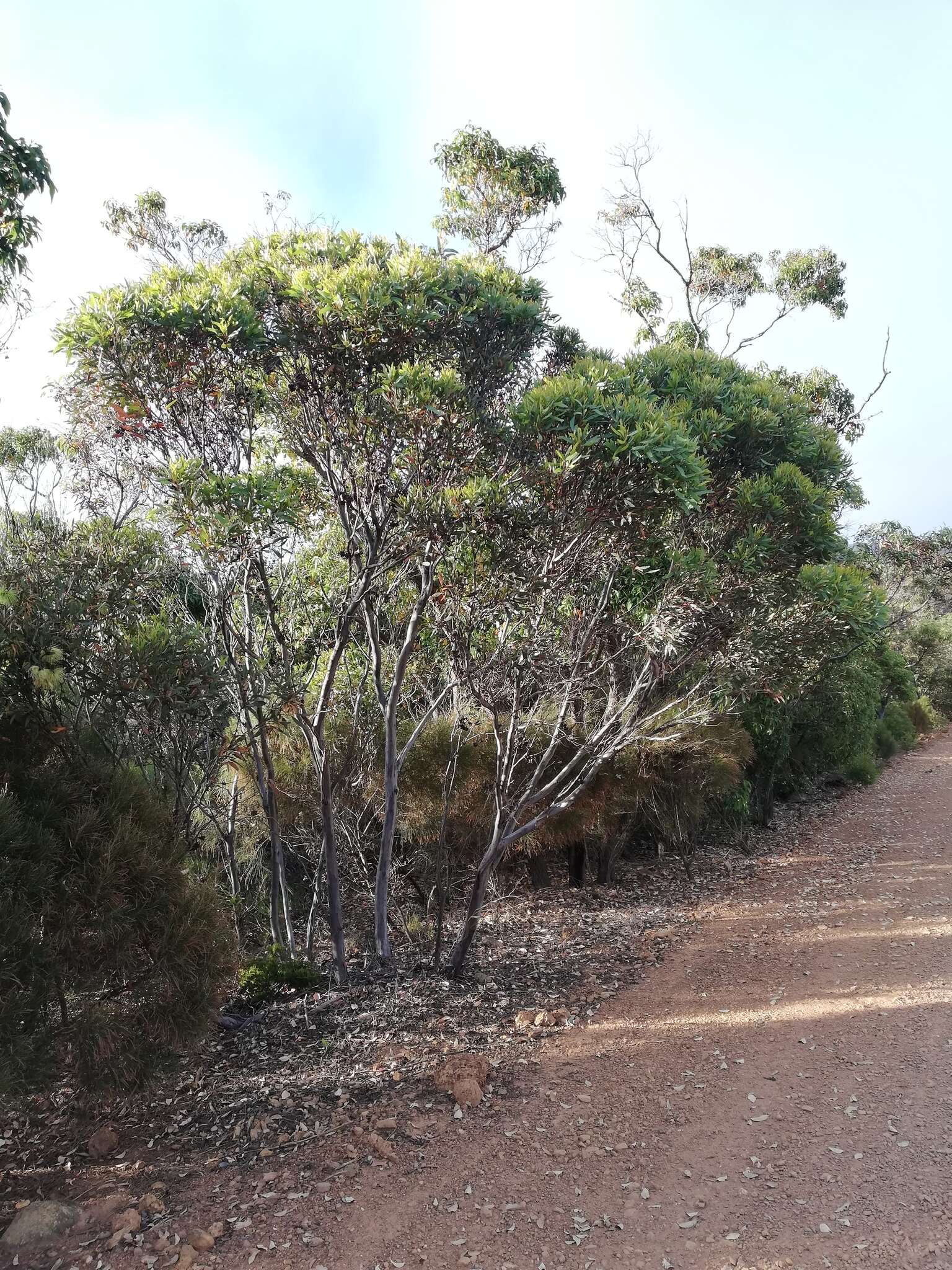 Image of Eucalyptus talyuberlup D. J. Carr & S. G. M. Carr