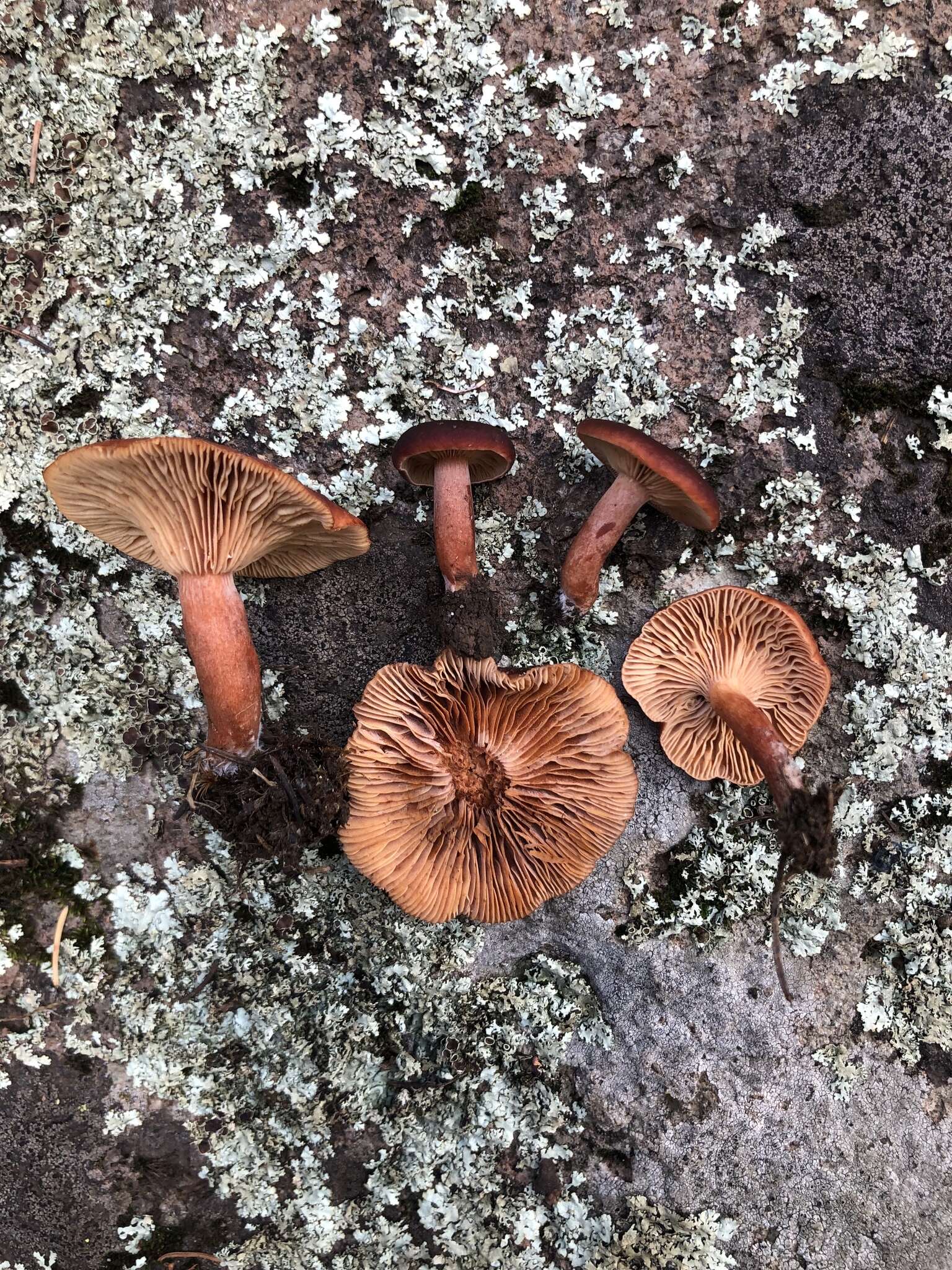 Image de Lactarius badiosanguineus Kühner & Romagn. 1954