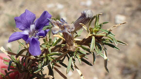 Image de Aptosimum spinescens (Thunb.) Weber