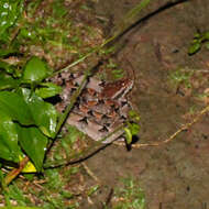 Image of Malayan Pit Viper
