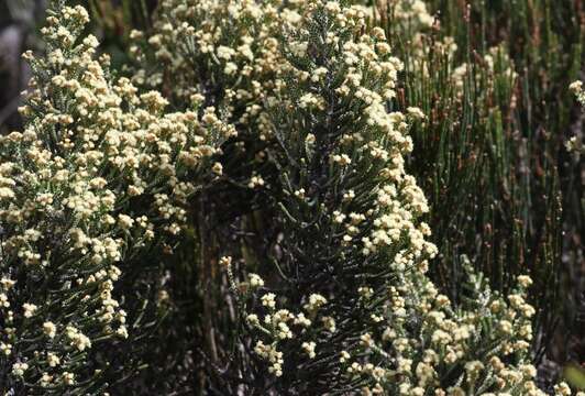 صورة Ozothamnus scutellifolius Hook. fil.