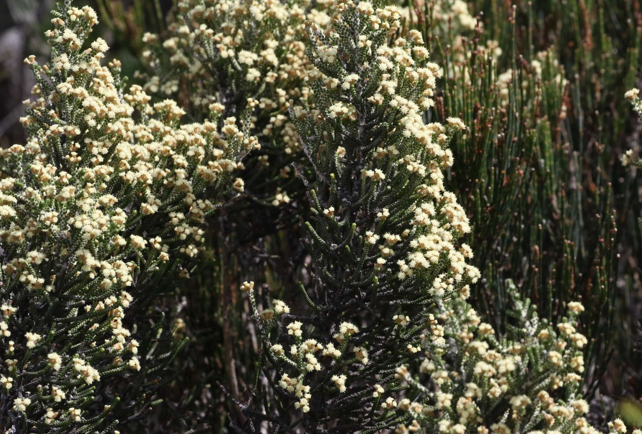 Image de Ozothamnus scutellifolius Hook. fil.