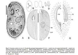 Image of Frontonia ocularis