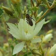 Image of Andrena mentzeliae Cockerell 1897