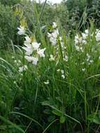 Lathyrus pallescens (M. Bieb.) K. Koch resmi