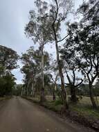 Image de Eucalyptus leucoxylon subsp. connata K. Rule