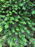 Image of Tsuga chinensis var. chinensis