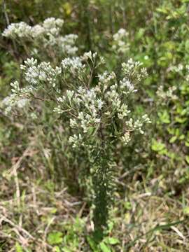 Imagem de Eupatorium mohrii E. Greene