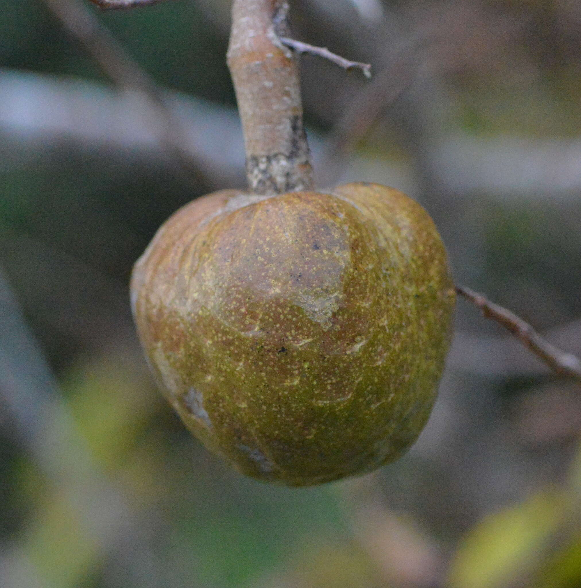 Слика од Annona reticulata L.