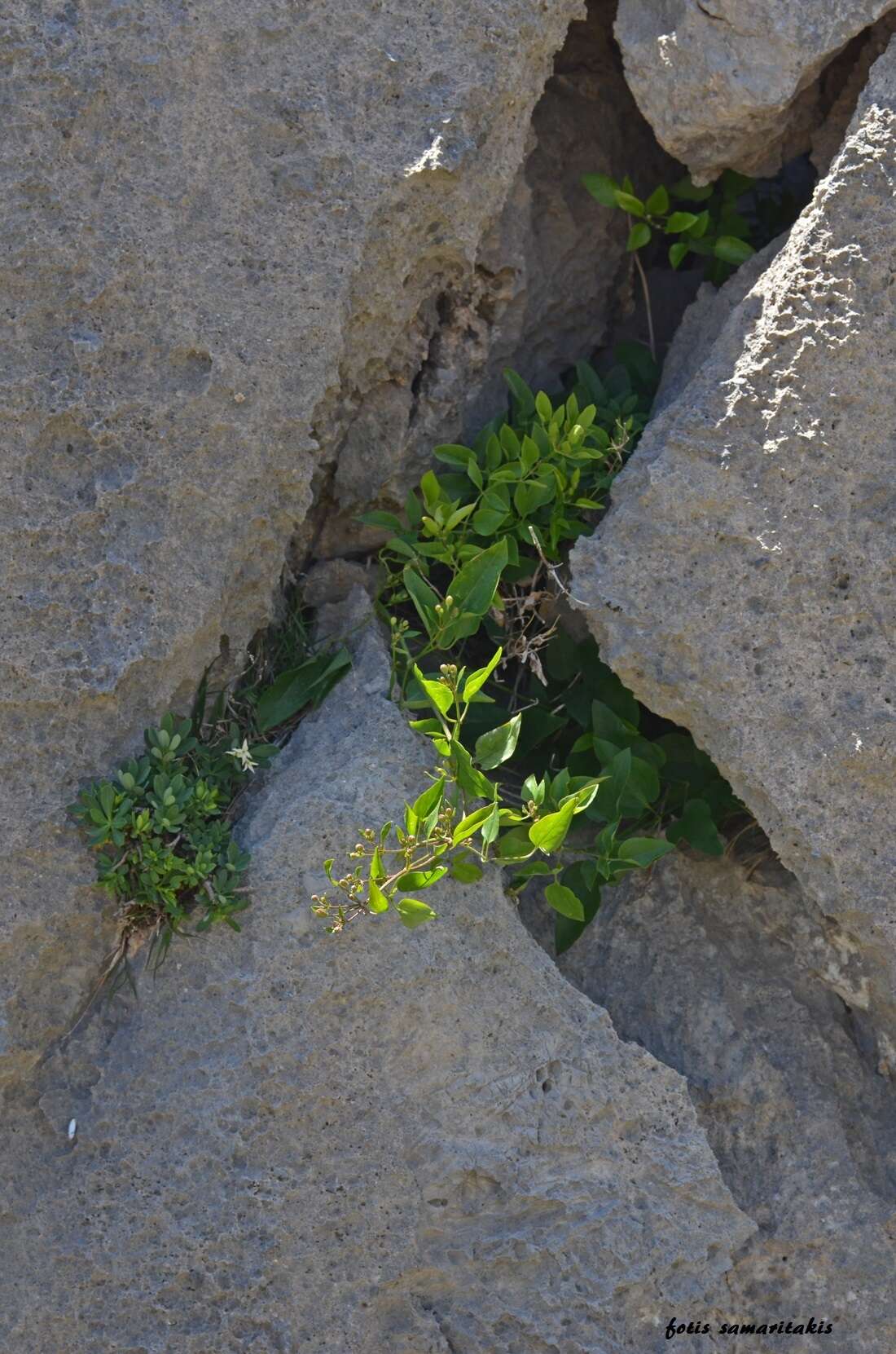 Image of Clematis elisabethae-carolae Greuter