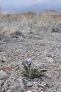 Image of White River Valley beardtongue