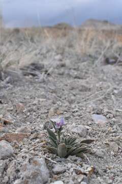 Penstemon barnebyi N. H. Holmgren resmi