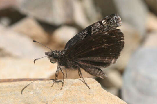 Image of Erynnis marloyi Boisduval 1832