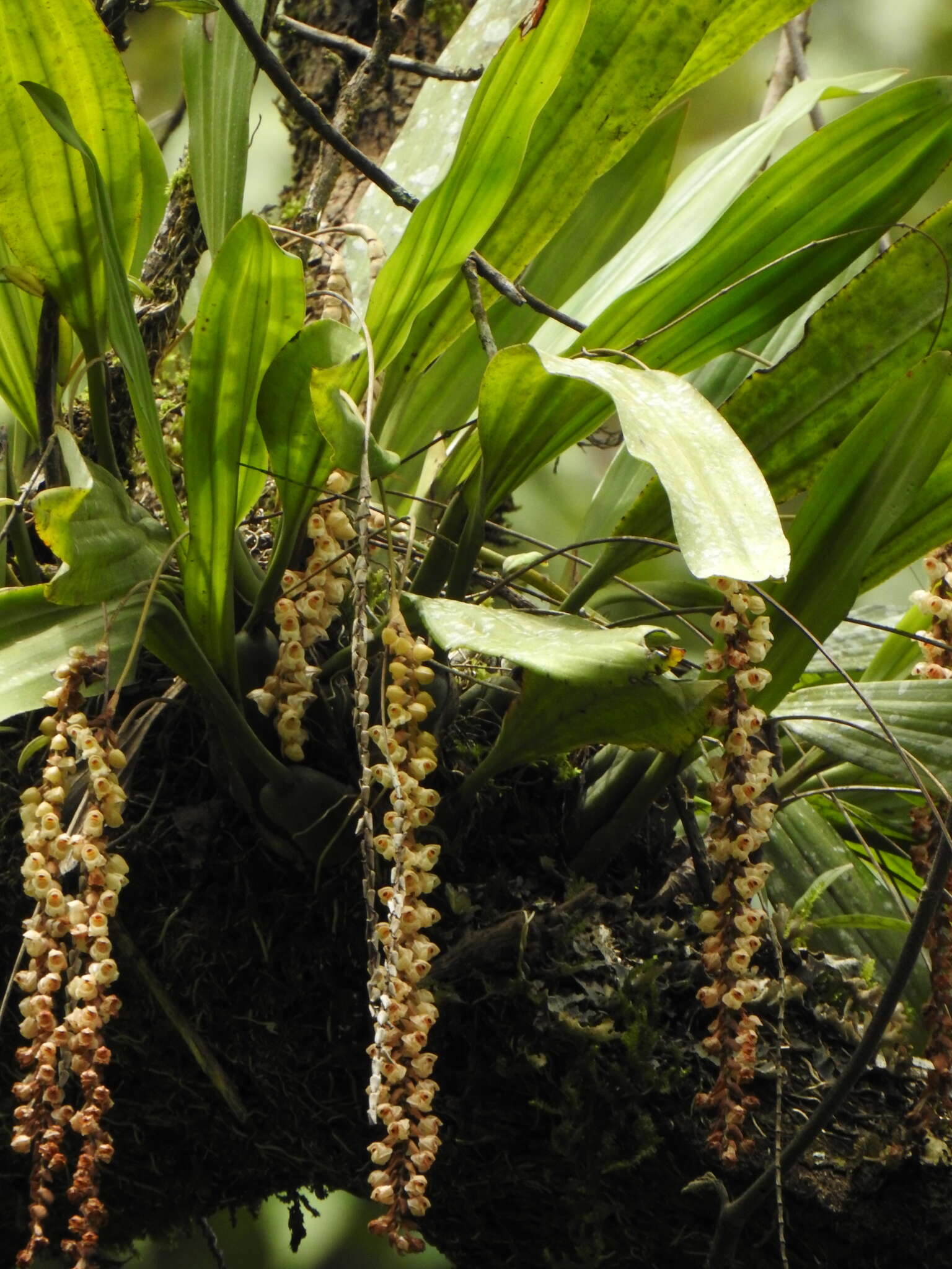 Image of Common rattlesnake orchid
