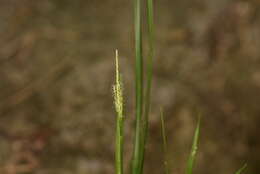 Image of Carex tristachya Thunb.