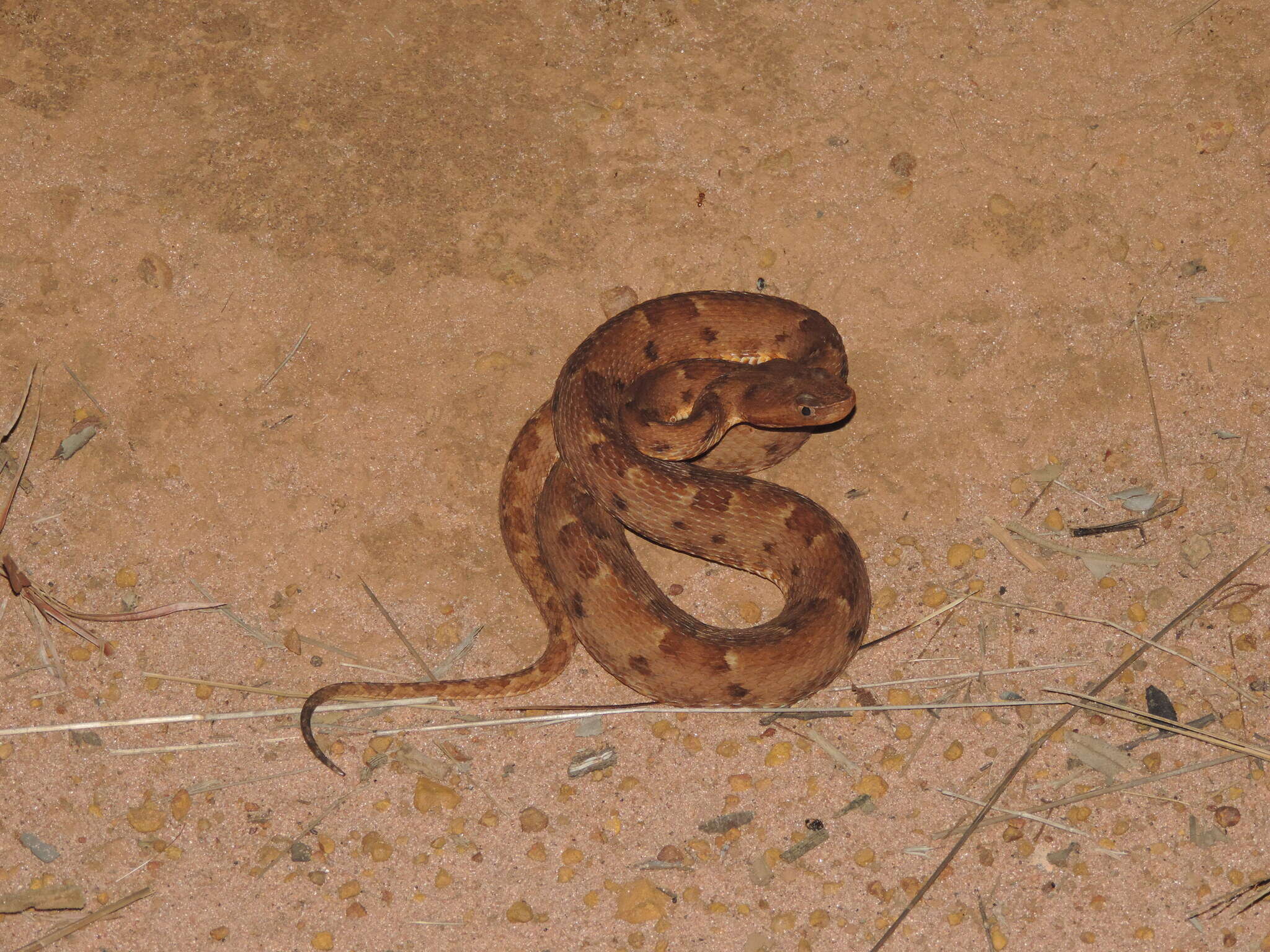 Imagem de Bothrops pauloensis Amaral 1925