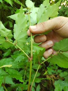 Image of Begonia catharinensis Brade