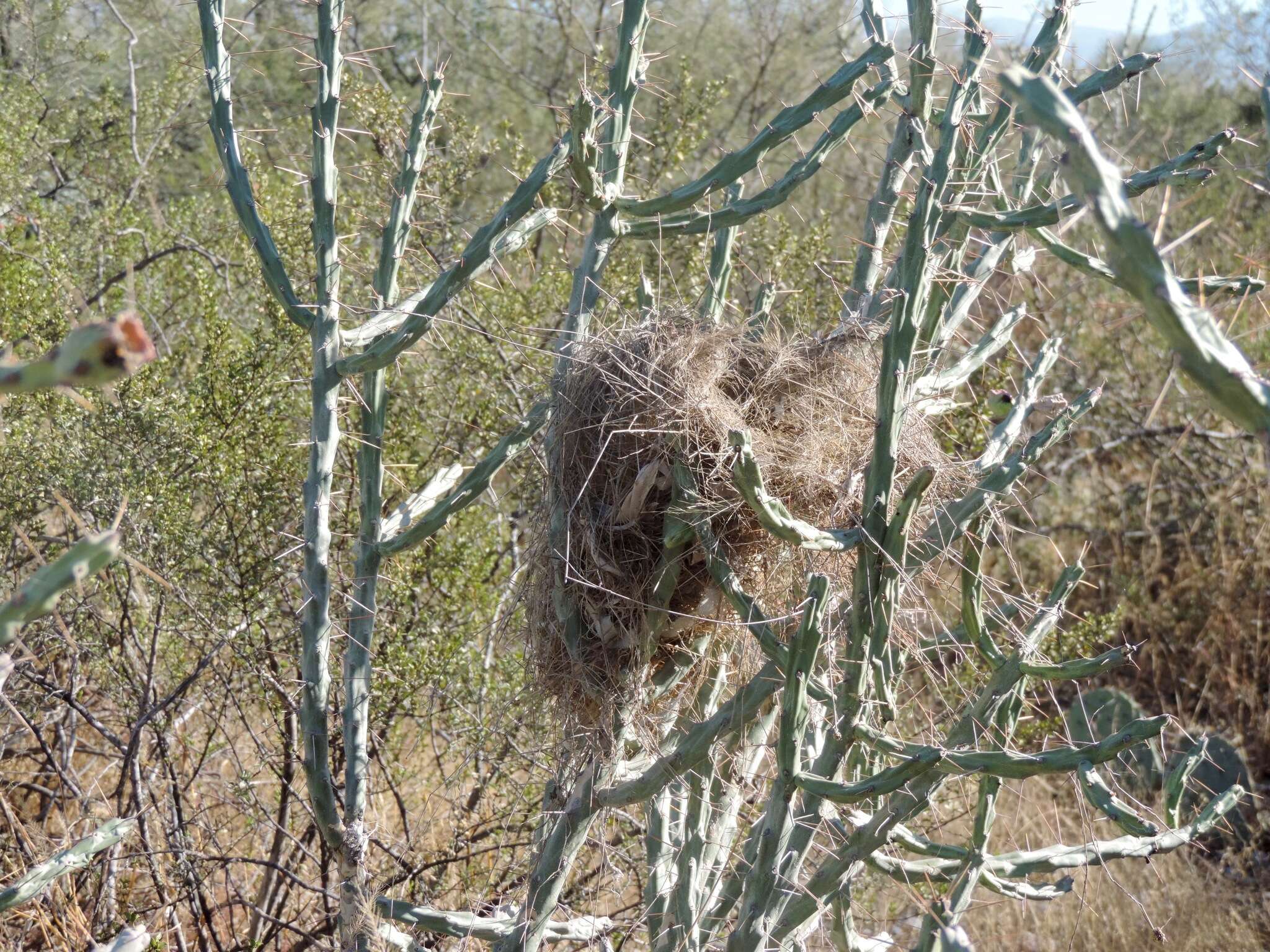 Image de Cylindropuntia kleiniae (DC.) F. M. Knuth